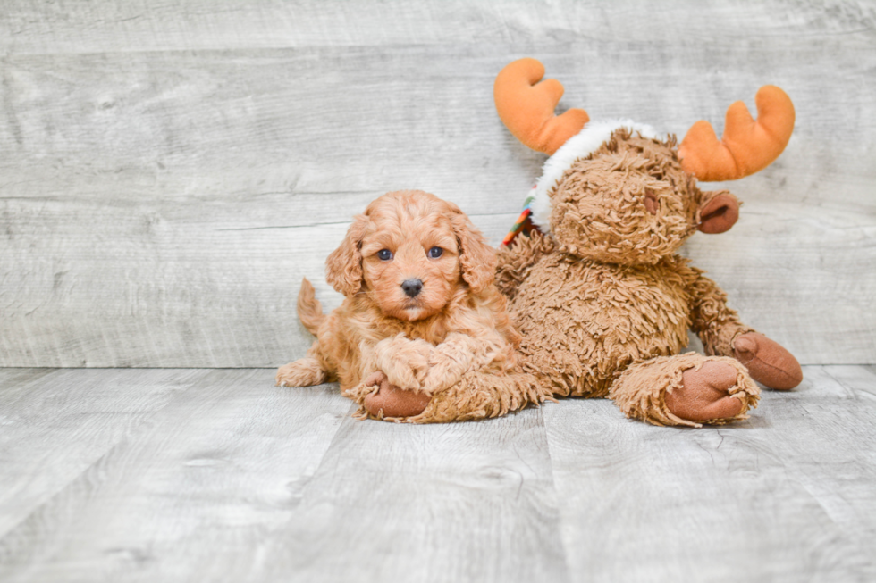 Happy Cavapoo Baby