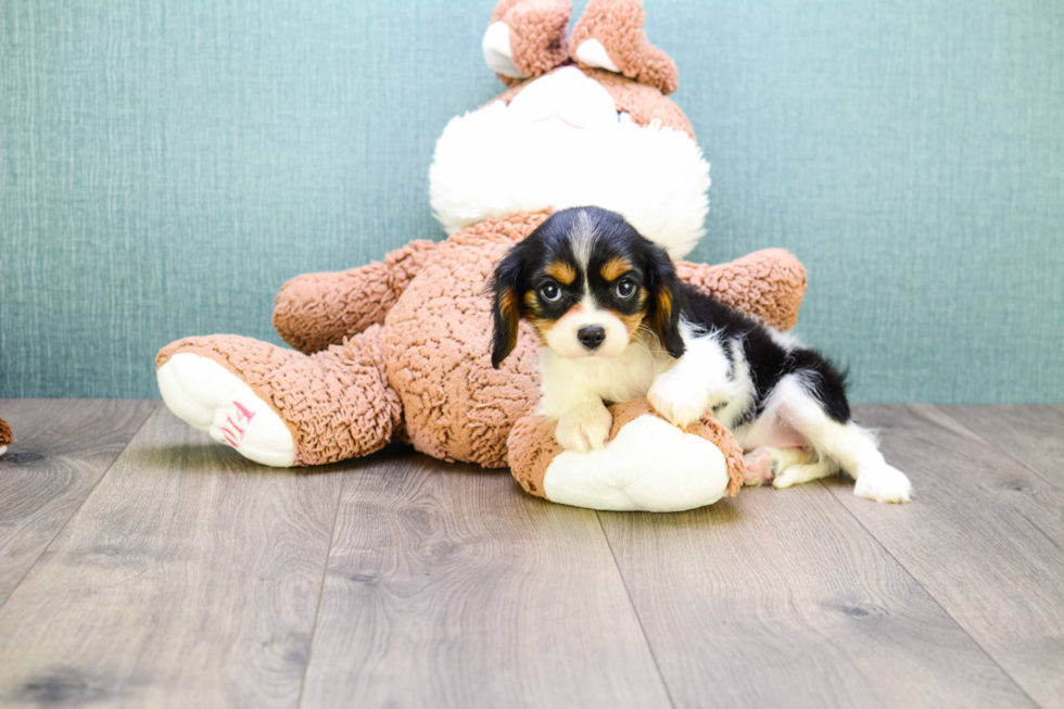 Best Cavalier King Charles Spaniel Baby