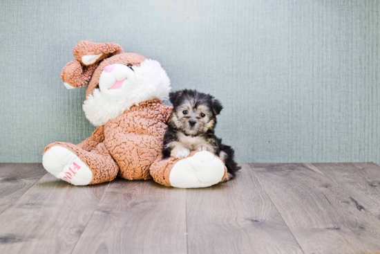 Happy Morkie Baby