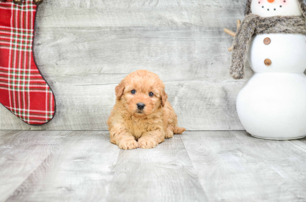 Mini Goldendoodle Puppy for Adoption