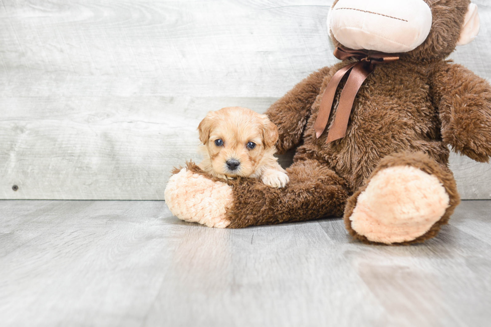 Best Cavapoo Baby