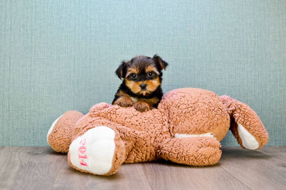 Meet Twinkle - our Yorkshire Terrier Puppy Photo 