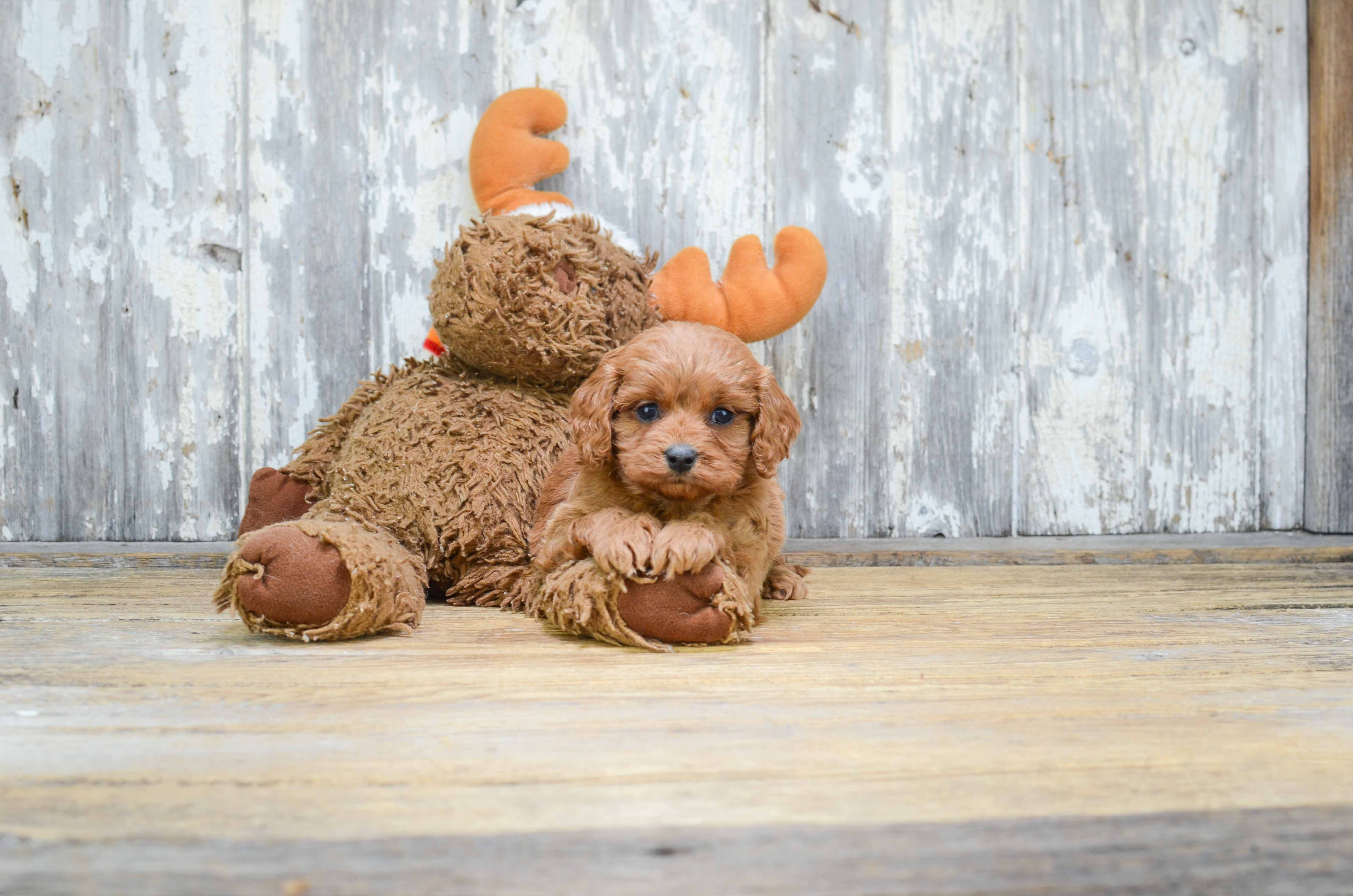 Cavapoo Puppy for Adoption