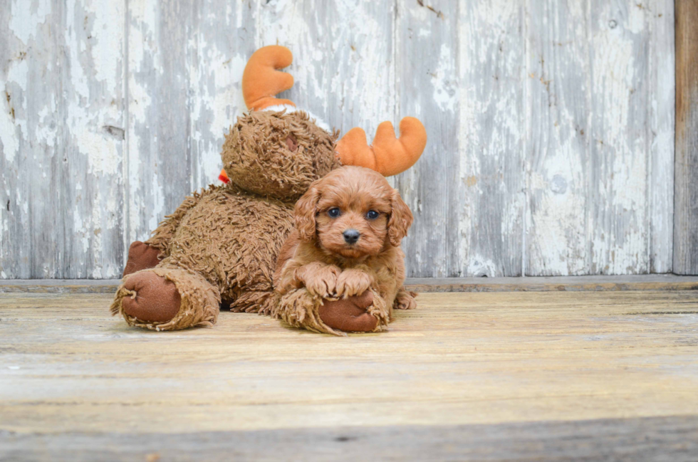 Cavapoo Puppy for Adoption