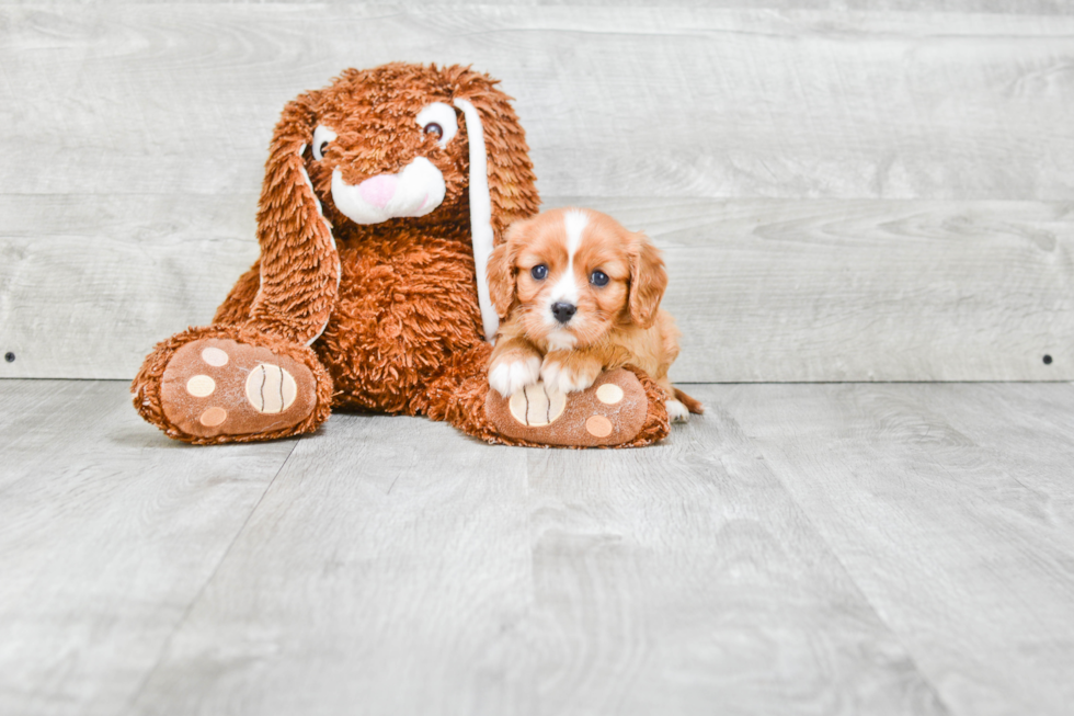 Cavalier King Charles Spaniel Puppy for Adoption