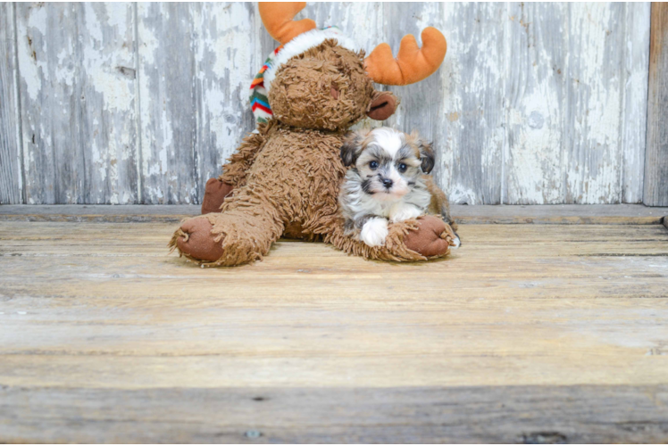 Havanese Puppy for Adoption