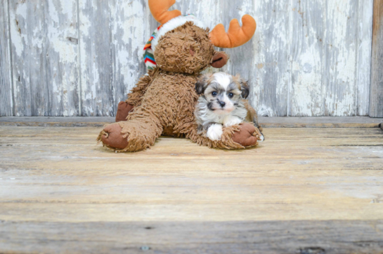 Havanese Puppy for Adoption