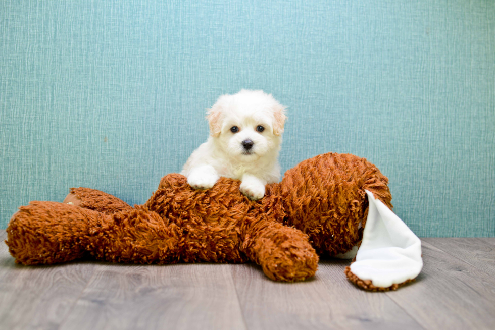 Cute Maltipoo Baby