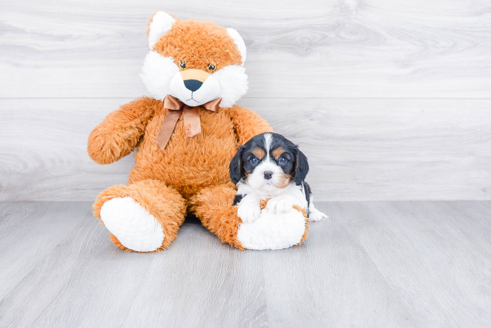 Little Cavalier King Charles Spaniel Purebred Pup