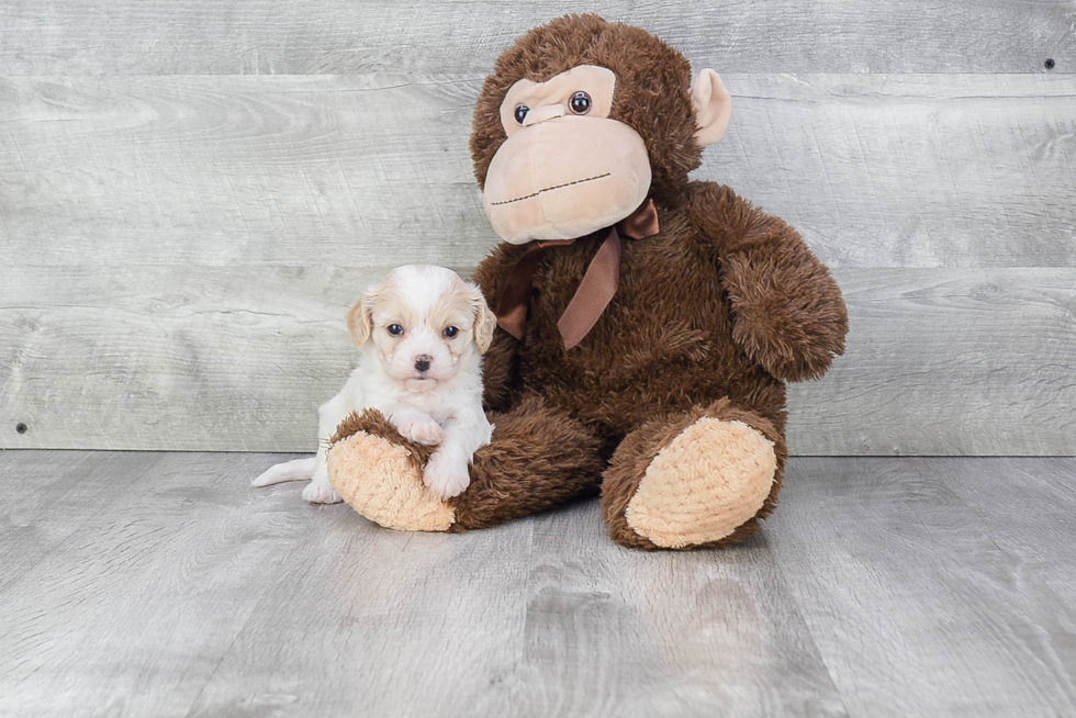 Cavachon Puppy for Adoption