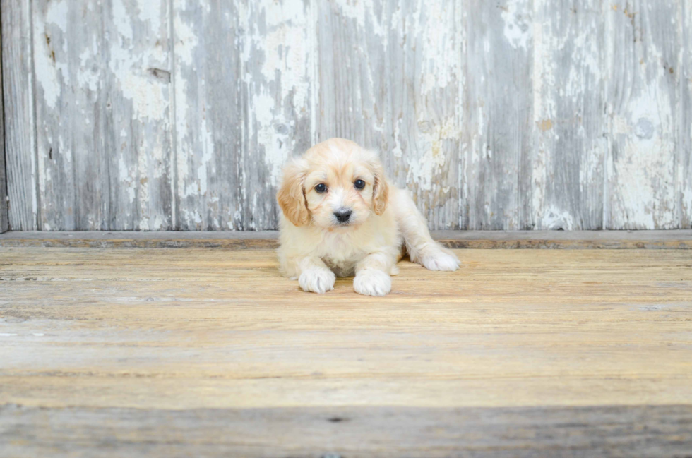 Hypoallergenic Cavoodle Poodle Mix Puppy