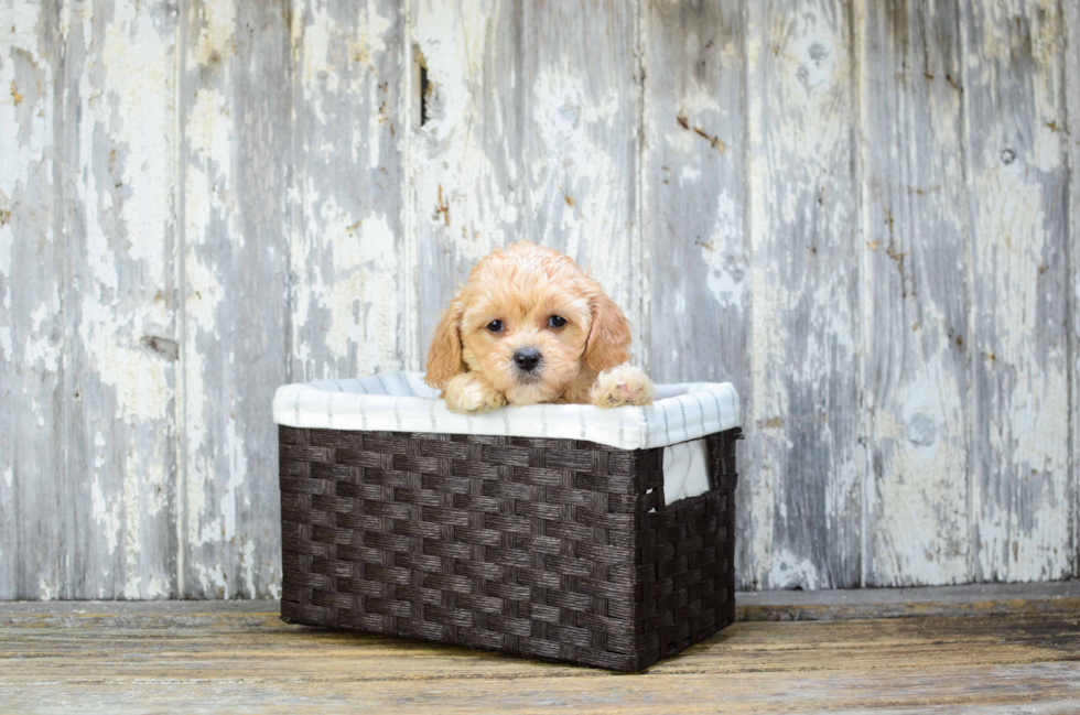 Playful Cavoodle Poodle Mix Puppy