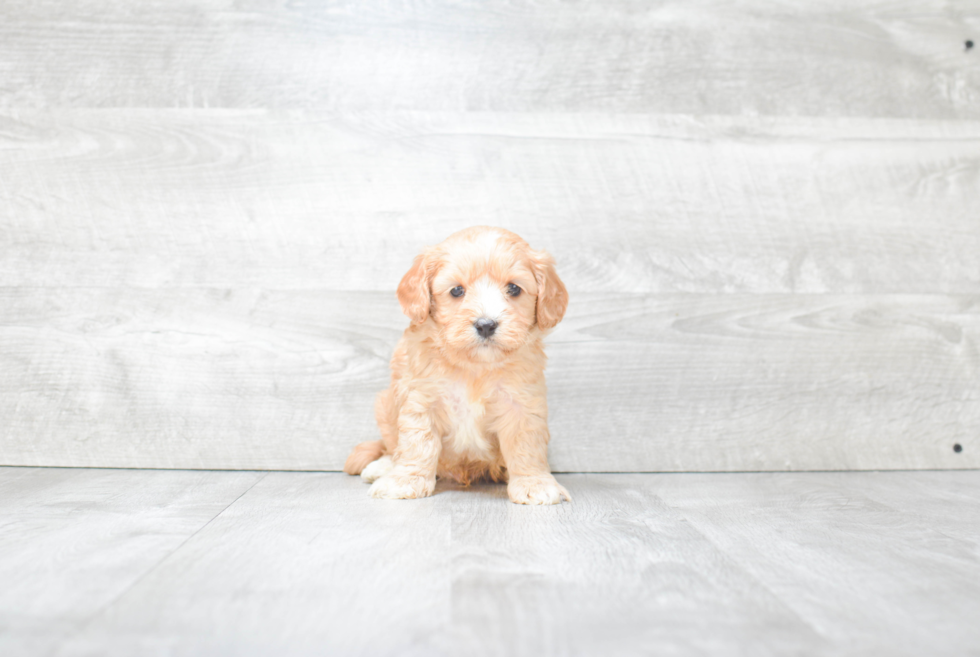 Best Cavapoo Baby