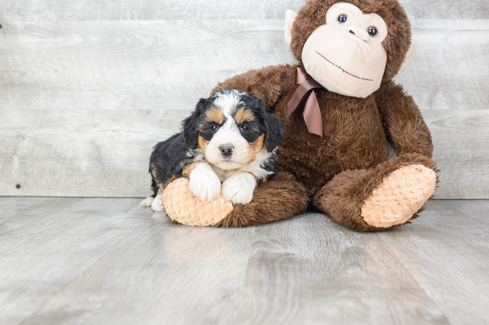 Mini Bernedoodle Pup Being Cute