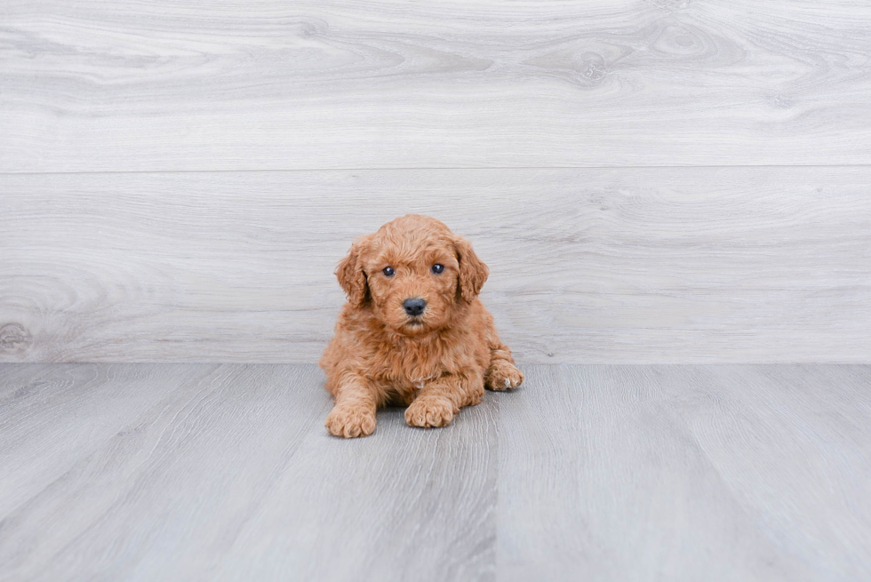 Best Mini Goldendoodle Baby