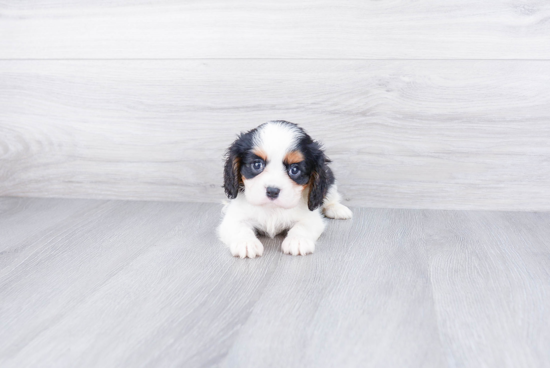 Akc Registered Cavalier King Charles Spaniel Purebred Pup