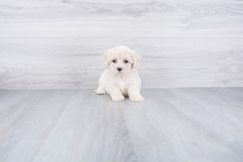 Best Maltipoo Baby