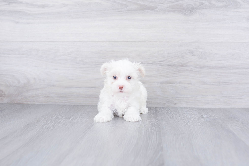 Fluffy Maltipoo Poodle Mix Pup