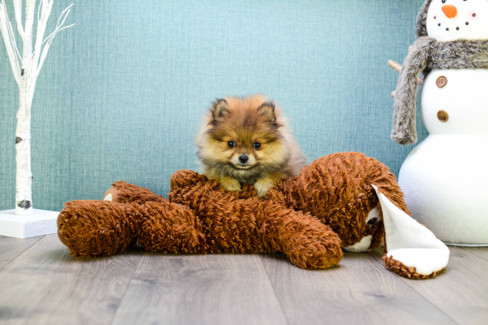 Hypoallergenic Pomeranian Baby