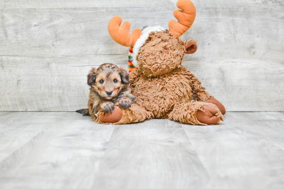 Cute Mini Sheltidoodle Mix Pup