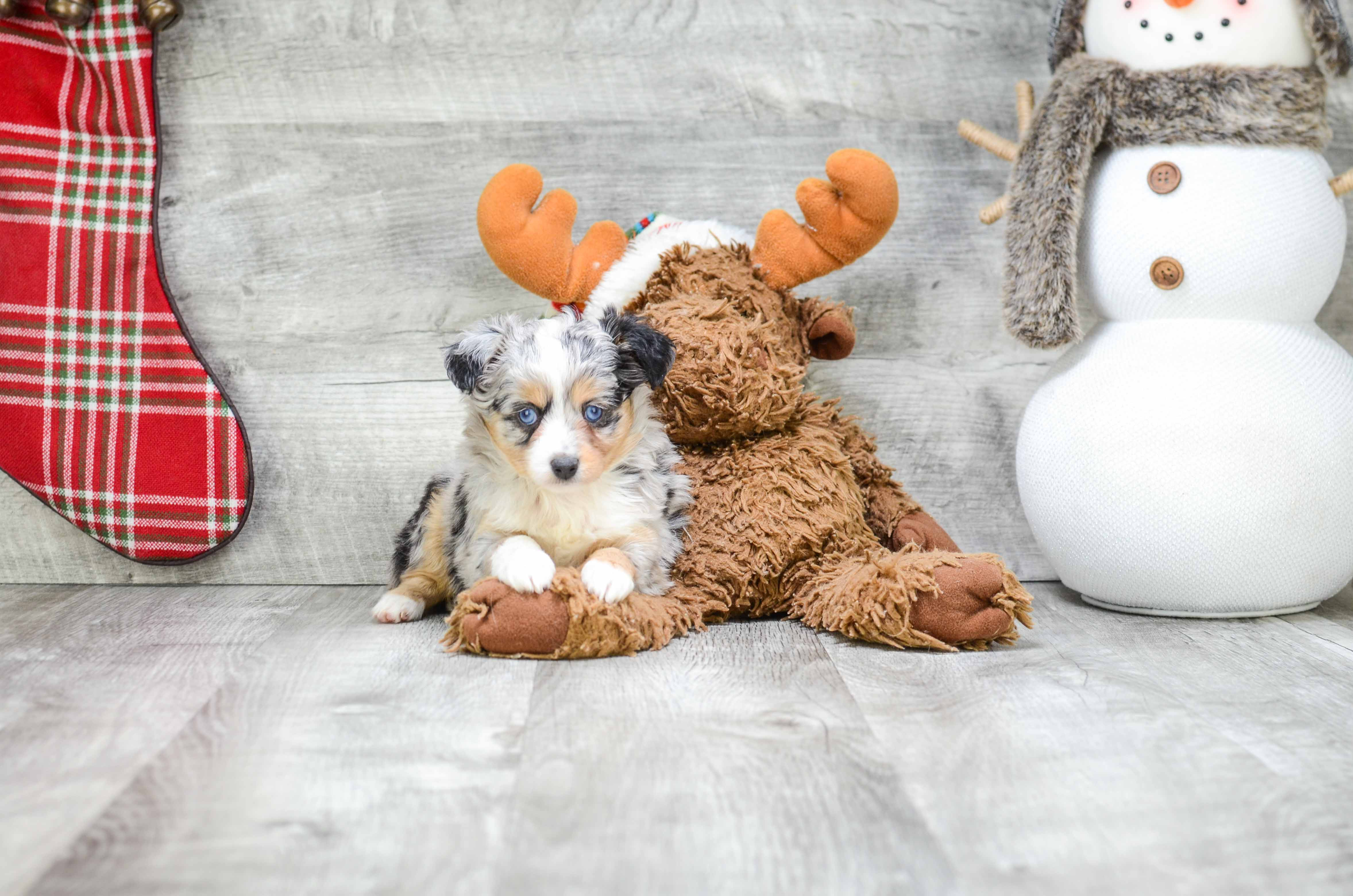 Best Mini Aussiedoodle Baby