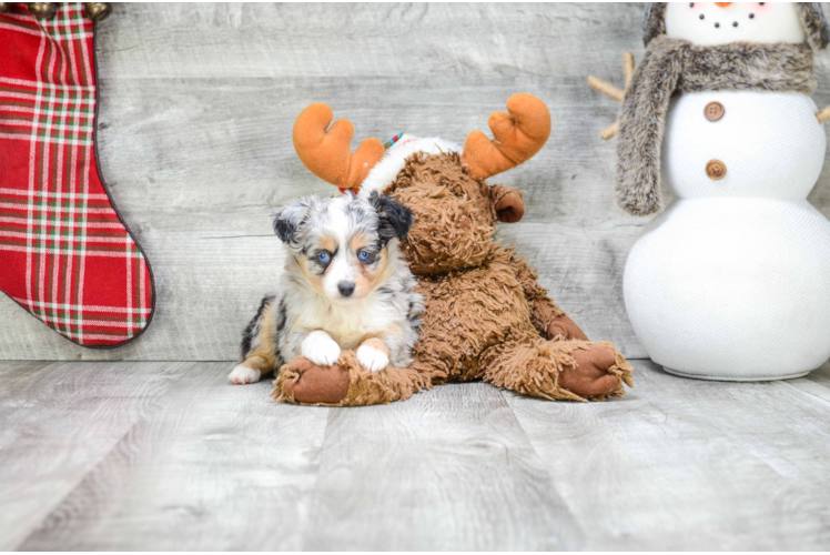 Best Mini Aussiedoodle Baby