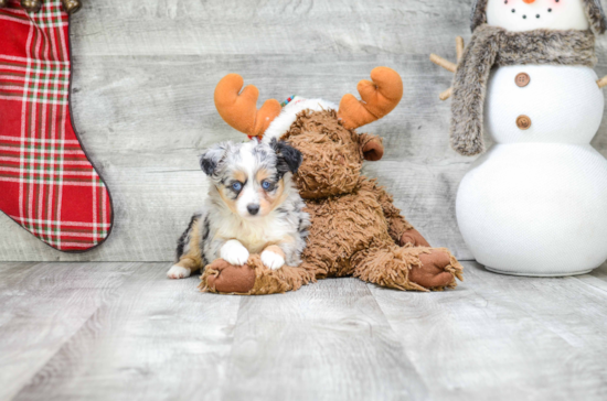 Best Mini Aussiedoodle Baby