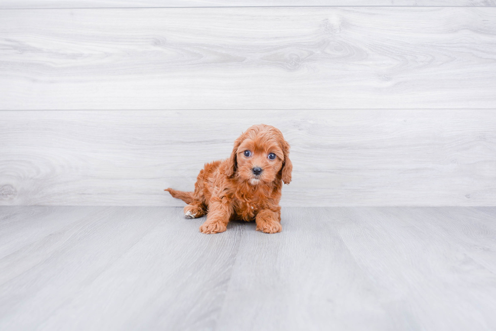 Petite Cavapoo Poodle Mix Pup