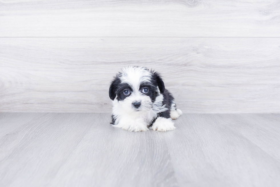 Fluffy Shorkie Designer Pup