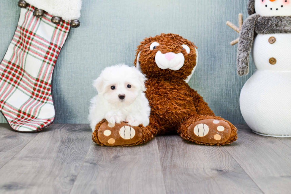 Hypoallergenic Maltese Purebred Pup