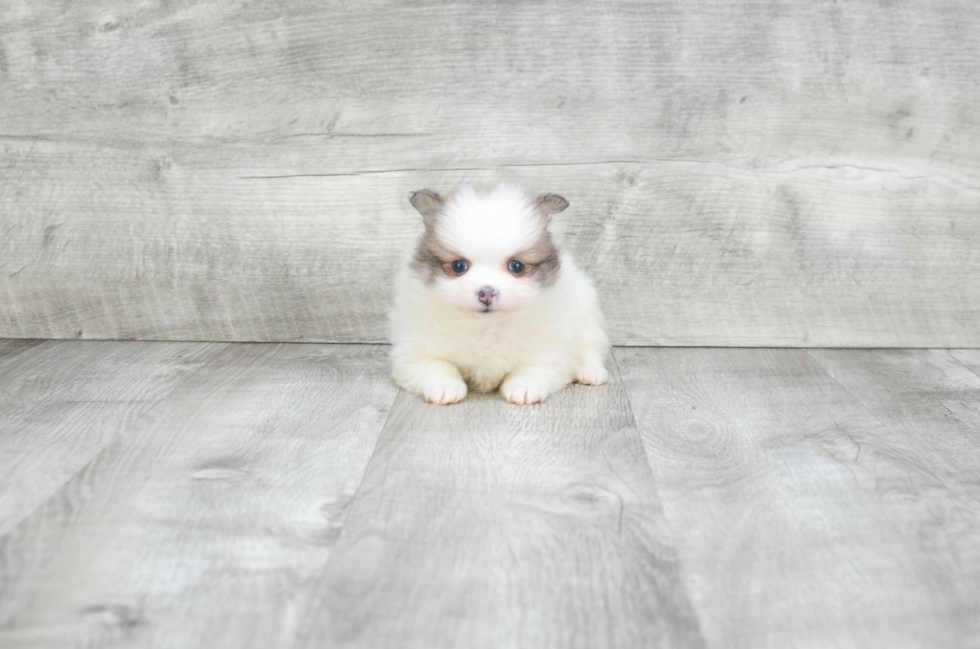 Pomeranian Pup Being Cute