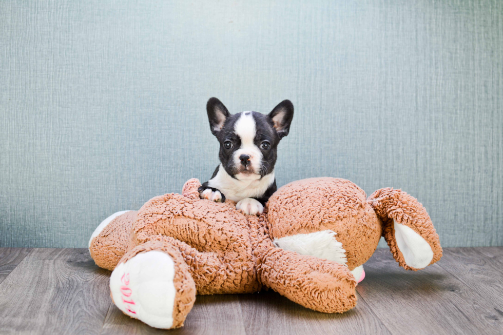 French Bulldog Pup Being Cute