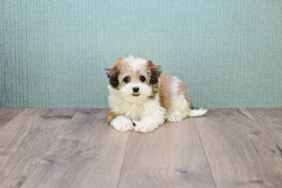 Havanese Pup Being Cute