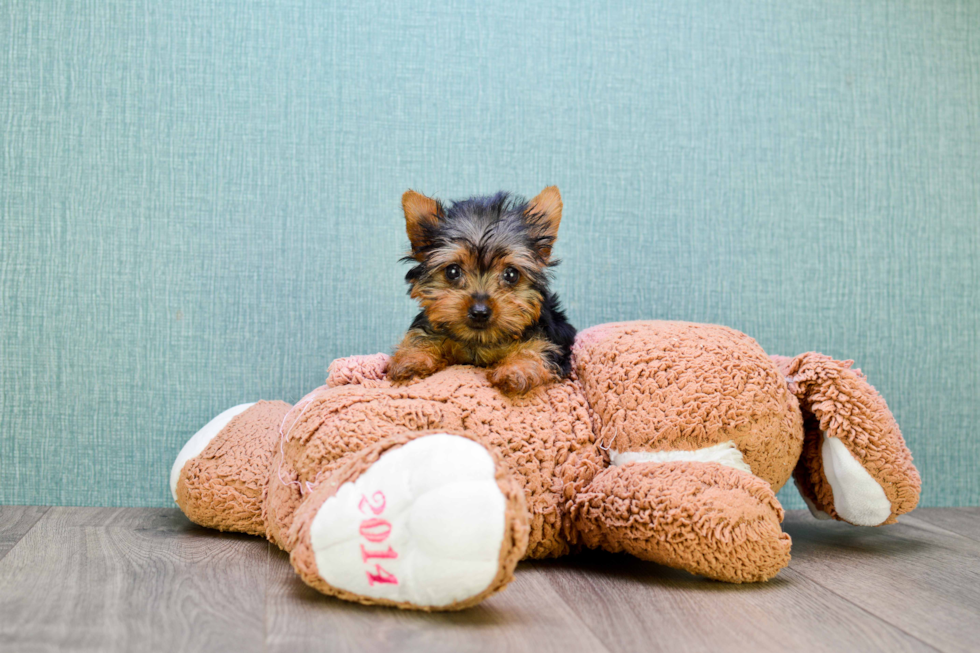 Meet Tinkerbell - our Yorkshire Terrier Puppy Photo 