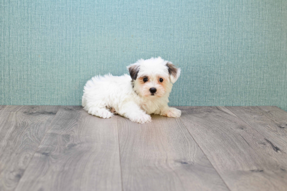 Small Morkie Baby