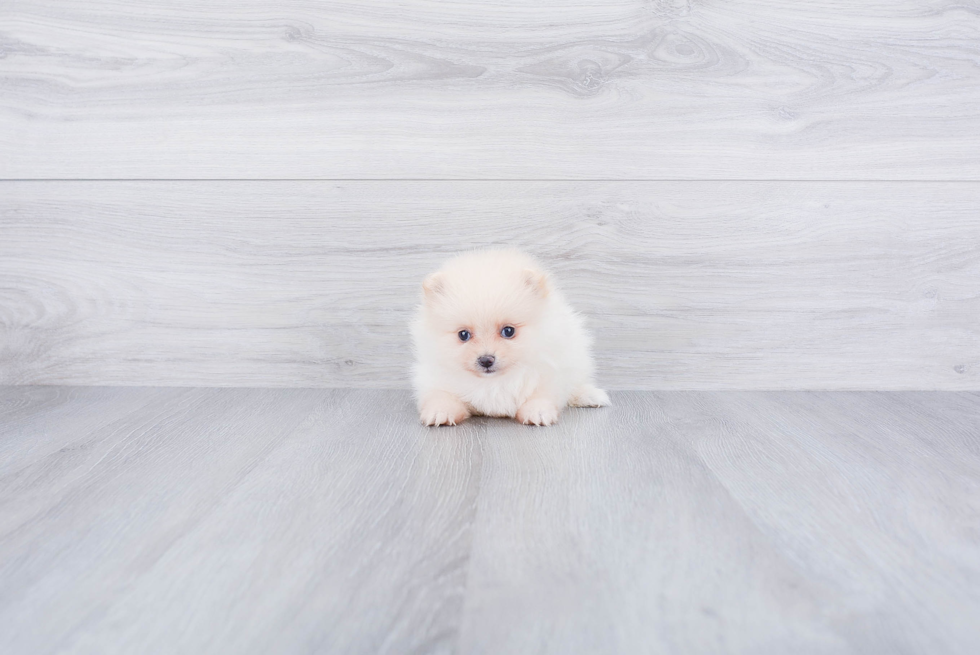 Pomeranian Puppy for Adoption