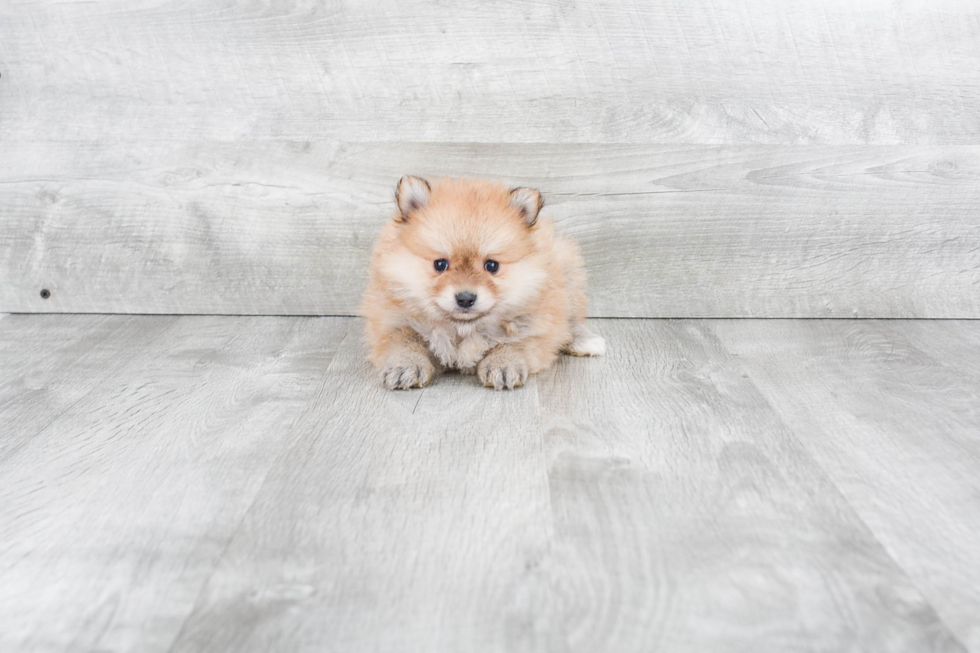 Best Pomeranian Baby