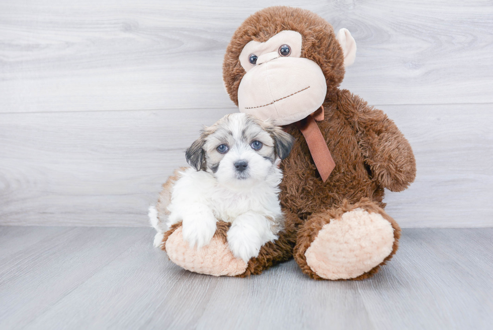 Smart Teddy Bear Designer Pup