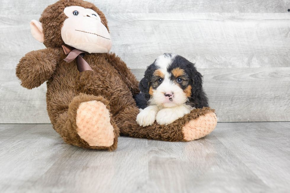 Little Mini Berniedoodle Poodle Mix Puppy