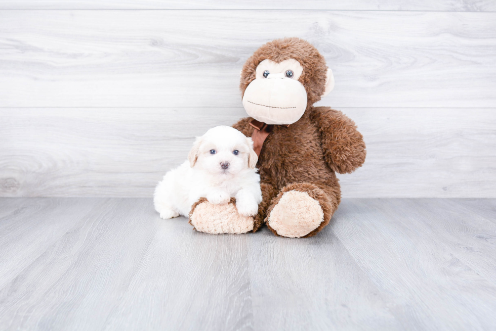 Teddy Bear Puppy for Adoption
