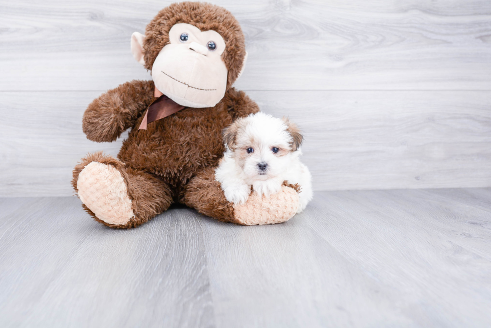 Morkie Pup Being Cute