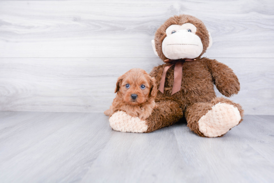 Smart Cavapoo Poodle Mix Pup