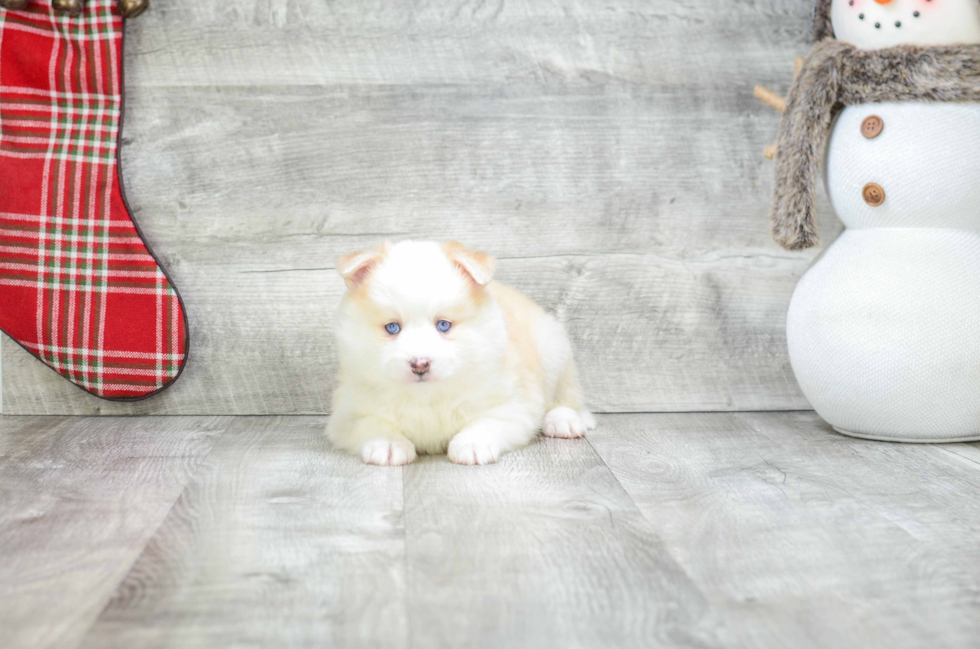 Pomsky Pup Being Cute