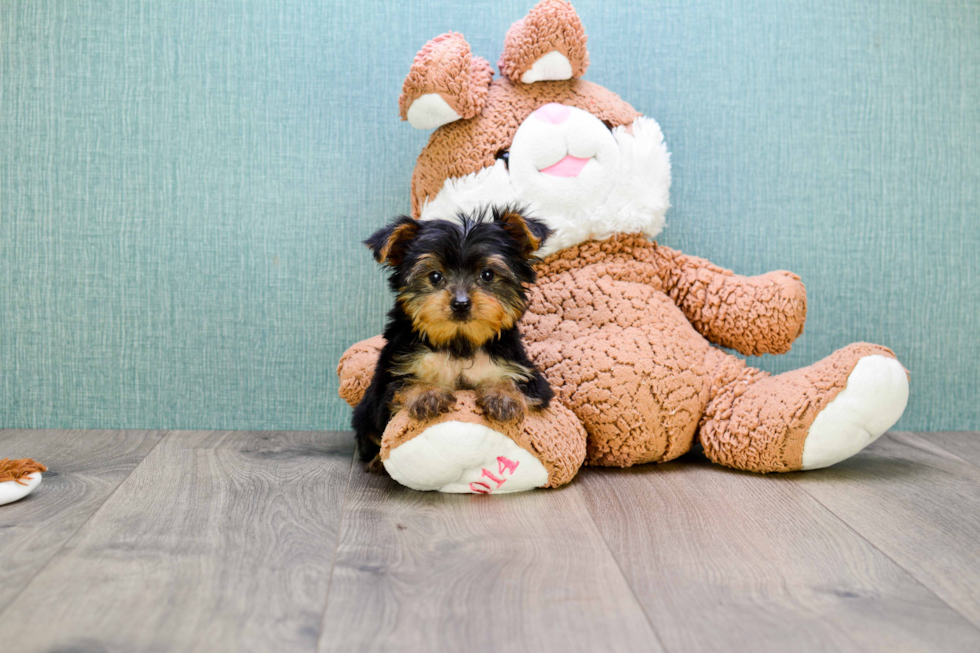 Meet Rascal - our Yorkshire Terrier Puppy Photo 