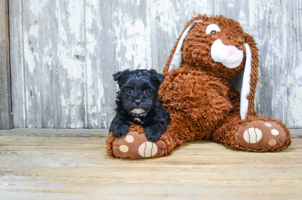 Morkie Puppy for Adoption