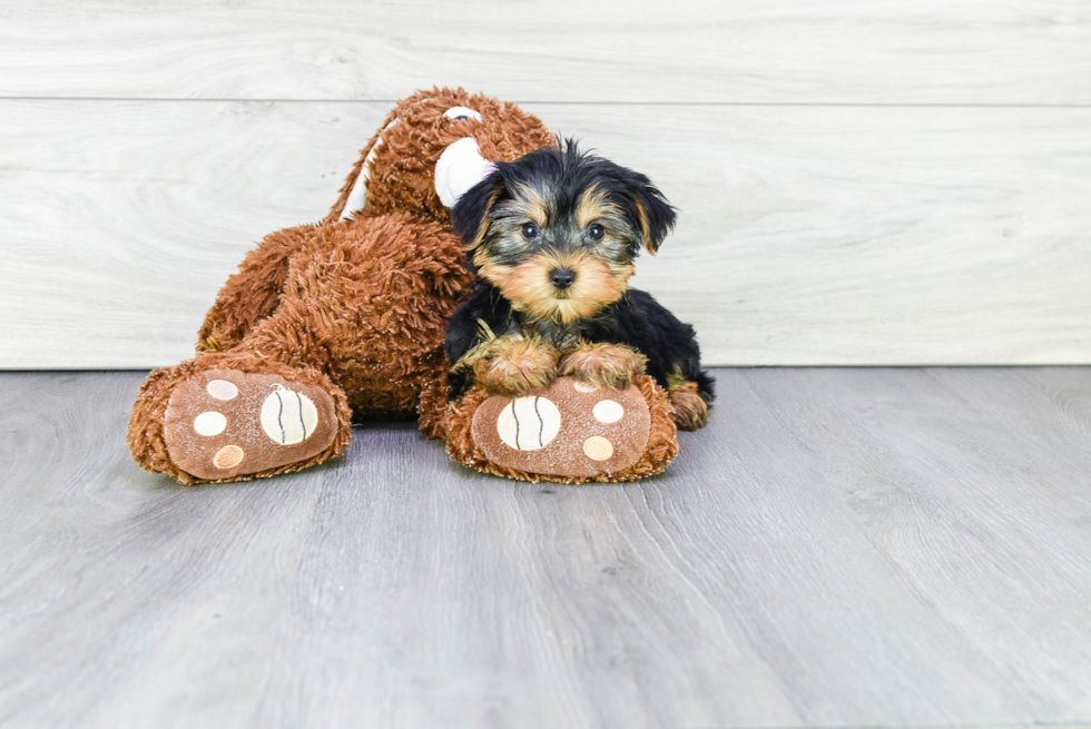Meet Joey - our Yorkshire Terrier Puppy Photo 