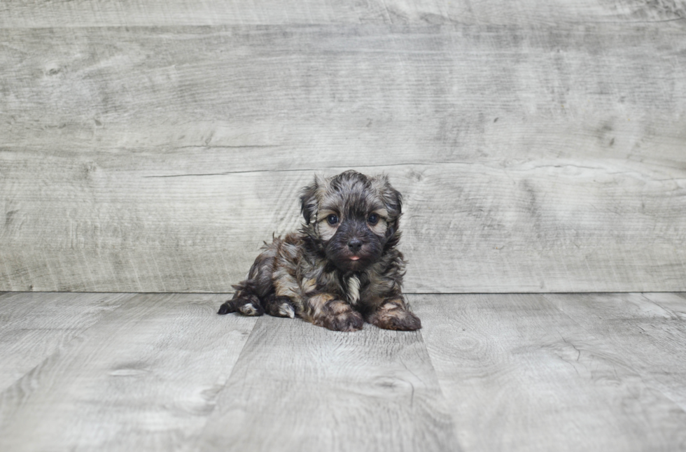 Best Havanese Baby