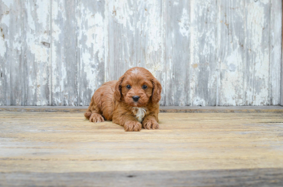 Hypoallergenic Cavoodle Poodle Mix Puppy