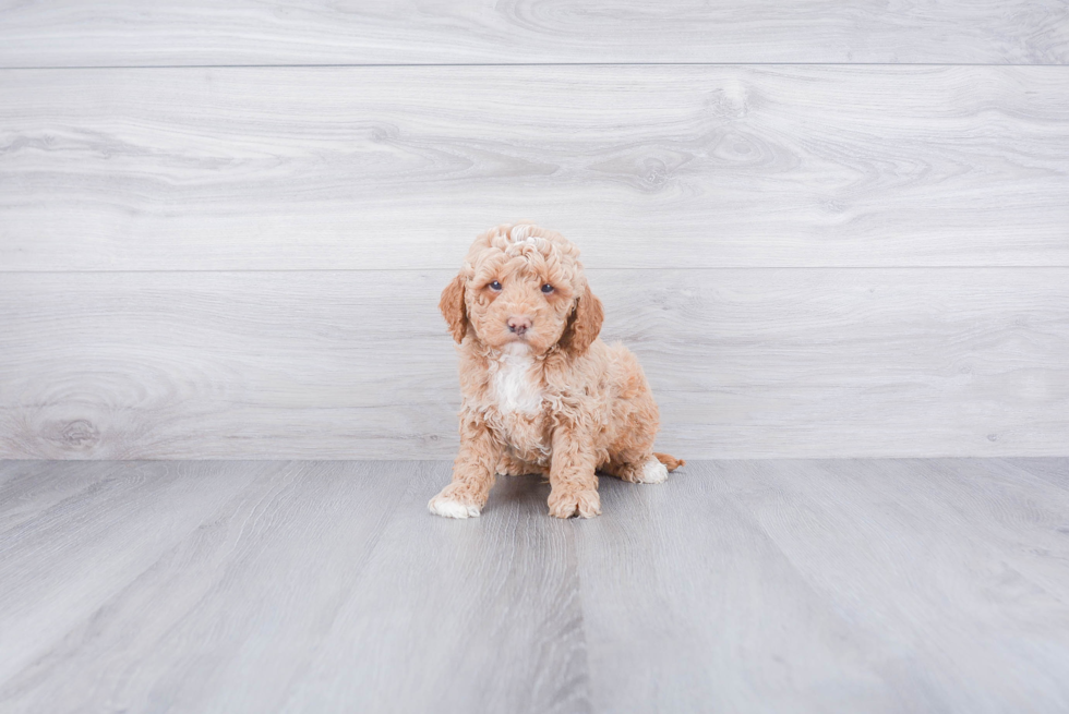 Best Mini Goldendoodle Baby