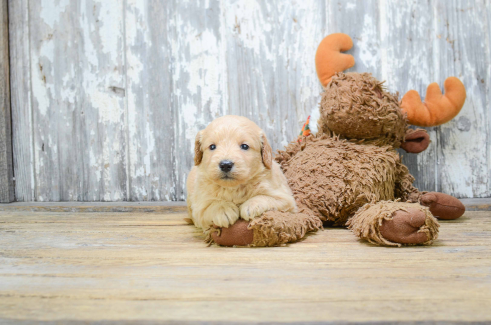 Mini Goldendoodle Puppy for Adoption